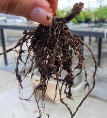 Image related to Greenhouse Plants, Ornamental-Pythium Seed Rot, Damping-off, and Root Rot