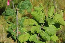 Image related to Fungicide Theory of Use and Mode of Action