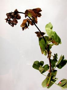 Image related to Hawthorn (Crataegus spp.)-Fire Blight
