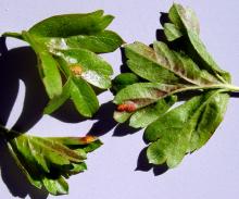 Image related to Hawthorn (Crataegus spp.)-Rusts