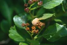 Image related to Hawthorn (Crataegus spp.)-Rusts