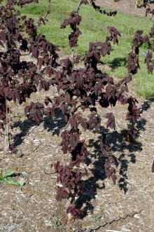 Tree with twisted growth