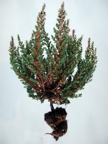 Image related to Heather (Calluna spp.)-Root Rot