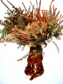 Image related to Heather (Calluna spp.)-Root Rot