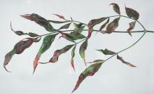 Image related to Heavenly Bamboo (Nandina domestica)-Mosaic