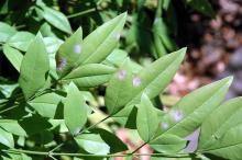 Image related to Heavenly Bamboo (Nandina domestica)-Powdery Mildew