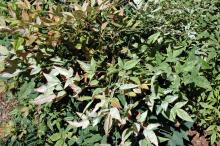 Image related to Heavenly Bamboo (Nandina domestica)-Powdery Mildew