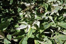 Image related to Heavenly Bamboo (Nandina domestica)-Powdery Mildew