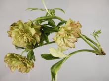 Image related to Helleborus-Winter Injury