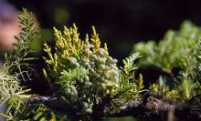 Image related to Hemlock (Tsuga spp.)-Dwarf Mistletoe