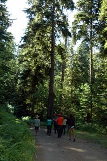 Image related to Hemlock (Tsuga spp.)-Dwarf Mistletoe