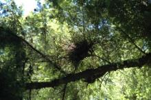 Image related to Hemlock (Tsuga spp.)-Dwarf Mistletoe