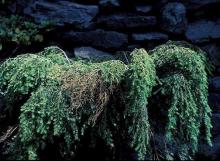 Image related to Hemlock (Tsuga spp.)-Phytophthora Root Rot