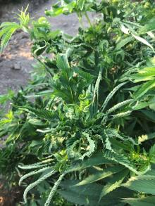 Closer view of a hemp shoot exhibiting leaf curling and twisting due to Beet curly top virus. 