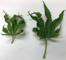 Detached hemp leaves that exhibit twisting and deformities due to Beet curly top virus. 