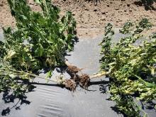 Wilted hemp plants.  Note the root discoloration that also can occur on plants infected with a vascular wilt disease.