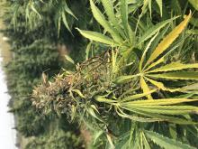 Hemp plant with gray mold symptoms on the terminal flower (cola). The affected tissues have turned brown.