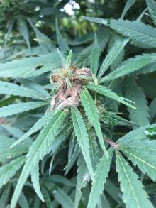 Hemp plant with gray mold symptoms on a flower. The affected tissues have turned brown and the fungus is sporulating on the tissues as denoted by the fuzzy brownish-gray mass.