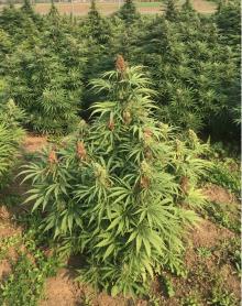 Hemp plant with gray mold symptoms on flower buds. Note the dead tissues that have turned brown.  Photo by Cynthia M. Ocamb, 2020