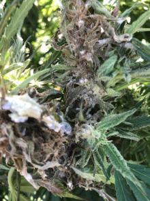 Flower bud on a hemp plant that is infected by Sclerotinia sclerotiorum. The white-colored mycelium that is characteristic of this fungus is evident along with developing (white-colored) and maturing (black-colored) small, dense fungal masses known as sclerotia, which function as survival structures. Photo by Cynthia M. Ocamb, 2020.