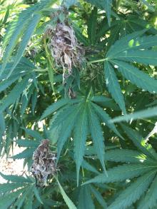 Flower buds on a hemp plant that are infected by Sclerotinia sclerotiorum.  Note the white-colored mycelium that is characteristic of this fungus. Photo by Cynthia M. Ocamb, 2020.