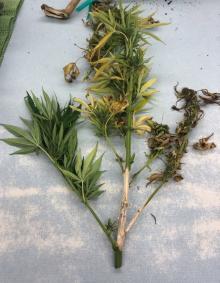 A detached hemp branch showing a stem lesion due to a Sclerotinia infection. Photo by Hannah Rivedal, 2019.