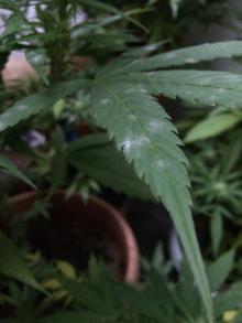 Hemp leaf showing the small, mostly diffuse, powdery, white colonies that are characteristic of Golovinomyces sp. Photo by Cynthia M. Ocamb, 2020.