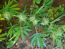 A hemp branch infected with Podosphaeria macularis, the fungus that causes powdery mildew on hop plants. These powdery mildew colonies typically exhibit a more dense hyphal growth and sporulation than colonies incited by Golovinomyces spp. Photo by Taylor A. Bates, Oregon State University, 2020.