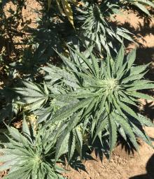 A portion of a hemp plant infected with Golovinomyces ambrosiae, the powdery mildew fungus that typically occurs on hemp.