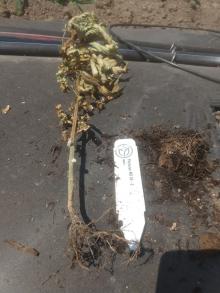 Young hemp plant dying due to Pythium root rot; note the brown root coloration. 