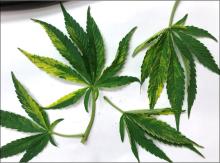 Detached hemp leaves that are positive for Hop latent viroid.