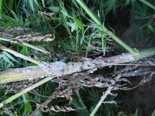 Hemp stem canker due to Sclerotinia