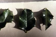 3 holly leaves