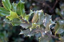 Image related to Holly (Ilex spp.)-Sooty Mold