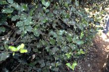 Image related to Holly (Ilex spp.)-Sooty Mold