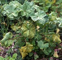 Image related to Hollyhock (Alcea rosea)-Rust