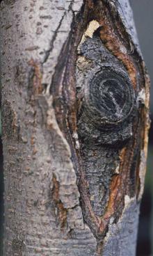 Image related to Honey Locust (Gleditsia spp.)-Canker