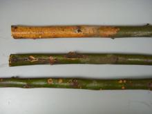 Image related to Honey Locust (Gleditsia spp.)-Canker