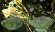 Image related to Honeysuckle (Lonicera spp.)-Powdery Mildew