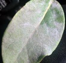 Image related to Honeysuckle (Lonicera spp.)-Powdery Mildew