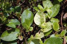 Image related to Honeysuckle (Lonicera spp.)-Yellow Vein