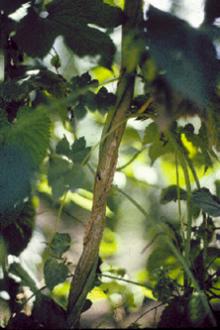 Image related to Hop (Humulus lupulus)-Abiotic Wilt