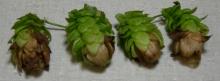 Image related to Hop (Humulus lupulus)-Cone Tip Blight