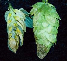 Image related to Hop (Humulus lupulus)-Cone Tip Blight