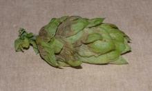 Image related to Hop (Humulus lupulus)-Downy Mildew