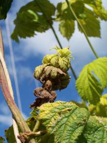 Image related to Hop (Humulus lupulus)-Downy Mildew