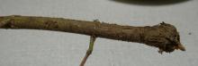 Image related to Hop (Humulus lupulus)-Fusarium Canker (Wilt)