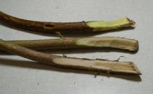 Image related to Hop (Humulus lupulus)-Fusarium Canker (Wilt)