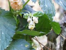 Image related to Hop (Humulus lupulus)-Powdery Mildew