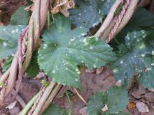 Image related to Hop (Humulus lupulus)-Powdery Mildew